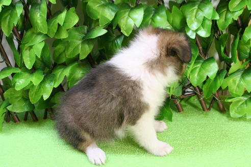 成約済の京都府のシェットランドシープドッグ(シェルティ)-17262の3枚目