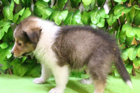 成約済の京都府のシェットランドシープドッグ(シェルティ)-17262の2枚目