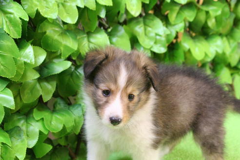 成約済の京都府のシェットランドシープドッグ(シェルティ)-17262の1枚目