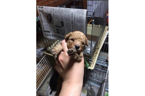 成約済の山口県のタイニープードル-17325の1枚目
