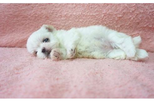 成約済の奈良県のマルチーズ-17326の1枚目
