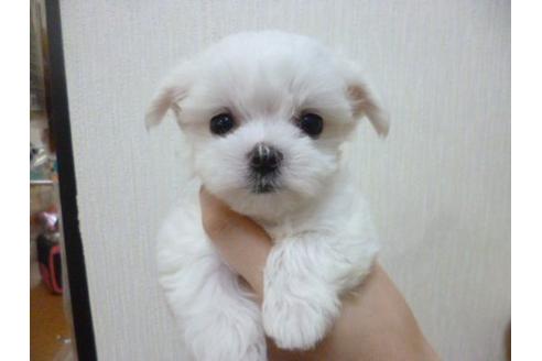 成約済の福岡県のマルチーズ-17351の1枚目