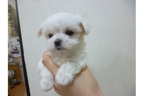 成約済の福岡県のマルチーズ-17351の2枚目
