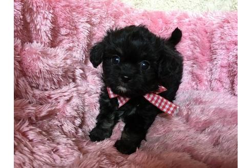 成約済の福岡県のミックス犬-17373の1枚目