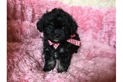 成約済の福岡県のミックス犬-17373の2枚目