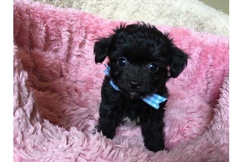 成約済の福岡県のミックス犬-17374の1枚目