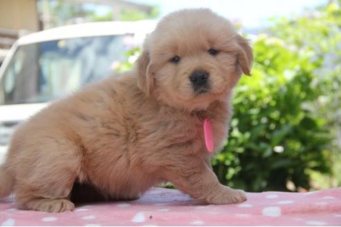 成約済の茨城県のゴールデンレトリーバー-17017の3枚目