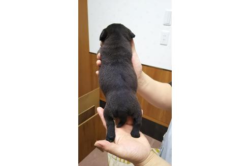 成約済の千葉県のパグ-16809の3枚目