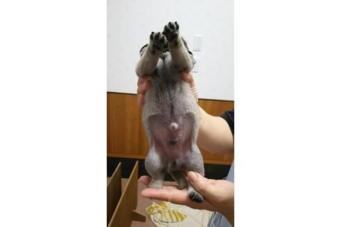 成約済の千葉県のパグ-16823の2枚目