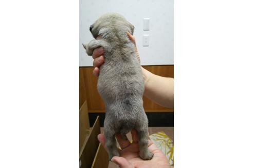 成約済の千葉県のパグ-16823の1枚目
