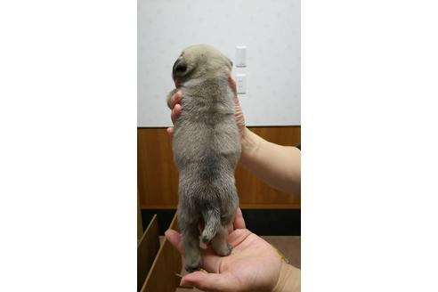 成約済の千葉県のパグ-16791の2枚目