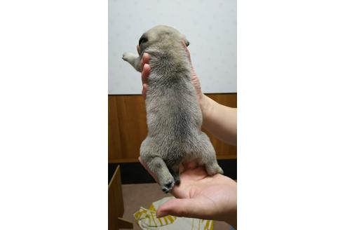 成約済の千葉県のパグ-16790の2枚目