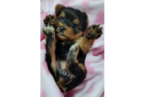 成約済の滋賀県のヨークシャーテリア-17046の1枚目