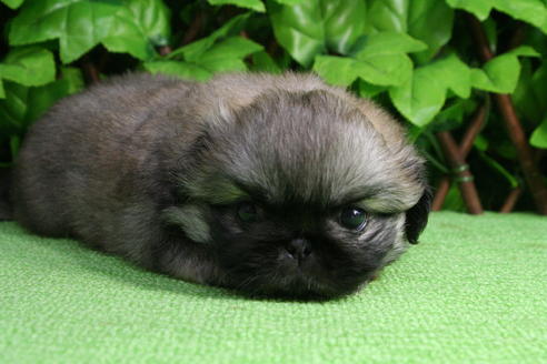 成約済の京都府のペキニーズ-17397の4枚目