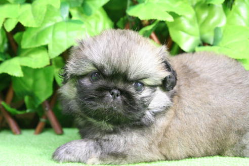 成約済の京都府のペキニーズ-17397の3枚目