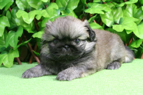 成約済の京都府のペキニーズ-17397の2枚目