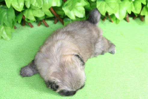 成約済の京都府のペキニーズ-17397の1枚目