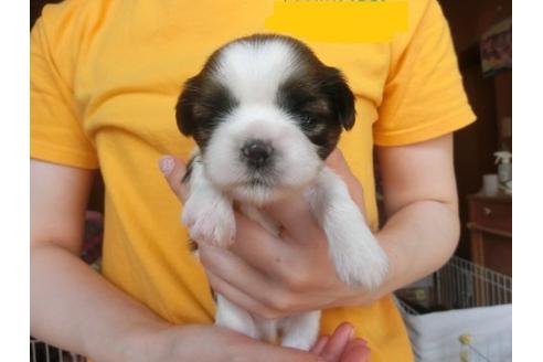 成約済の福岡県のシーズー-17409の1枚目