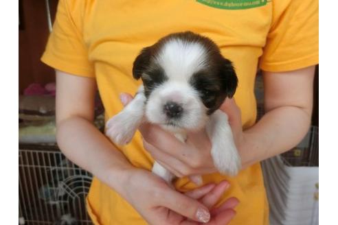 成約済の福岡県のシーズー-17409の2枚目