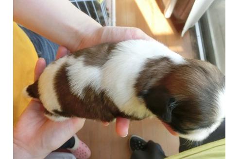 成約済の福岡県のシーズー-17409の3枚目