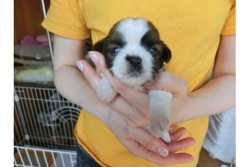 成約済の福岡県のシーズー-17410の1枚目