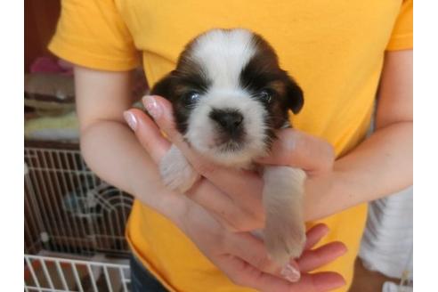 成約済の福岡県のシーズー-17410の2枚目