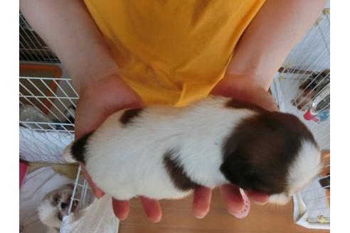 成約済の福岡県のシーズー-17410の3枚目