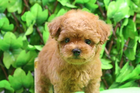 成約済の京都府のトイプードル-17418の4枚目