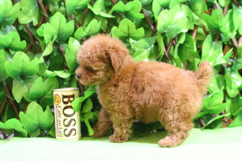 成約済の京都府のトイプードル-17418の3枚目