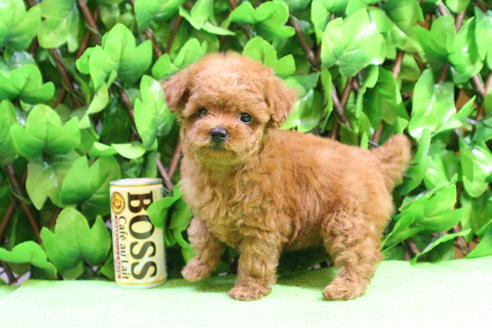 成約済の京都府のトイプードル-17418の2枚目