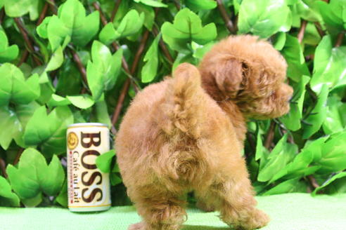 成約済の京都府のトイプードル-17418の1枚目