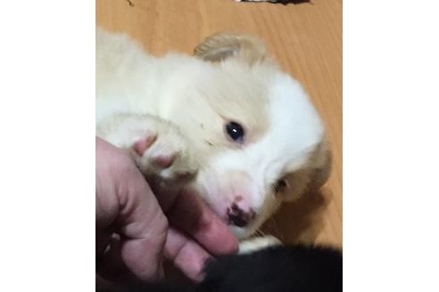 成約済の東京都のボーダーコリー-16656の1枚目