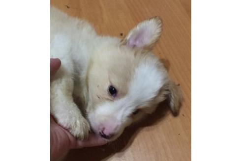 成約済の東京都のボーダーコリー-16656の2枚目