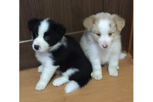 成約済の東京都のボーダーコリー-16656の3枚目