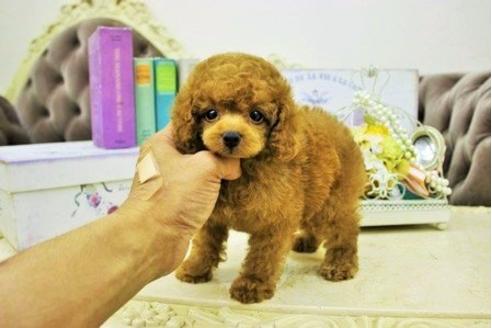 成約済の大阪府のトイプードル-17424の3枚目