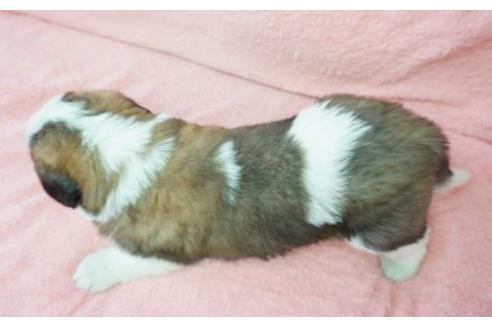 成約済の奈良県のセントバーナード-16682の1枚目