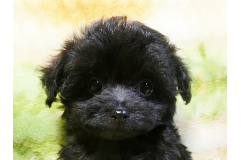 成約済の千葉県のチワプー:チワワ×トイプードル-17451の5枚目