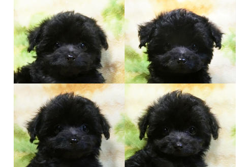 成約済の千葉県のチワプー:チワワ×トイプードル-17451の4枚目