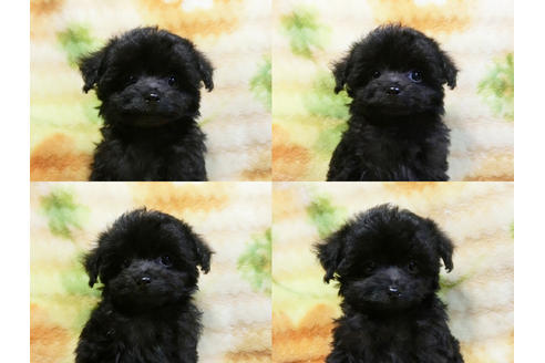 成約済の千葉県のチワプー:チワワ×トイプードル-17451の3枚目