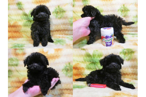 成約済の千葉県のチワプー:チワワ×トイプードル-17451の2枚目