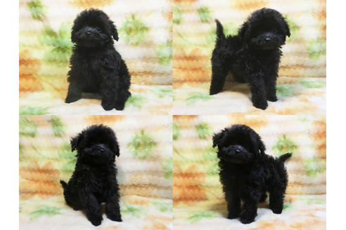 成約済の千葉県のチワプー:チワワ×トイプードル-17451の1枚目