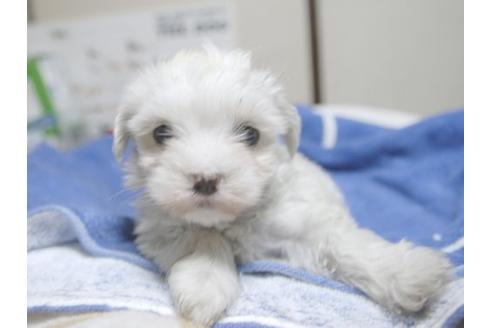 成約済の埼玉県のマルチーズ-17216の1枚目