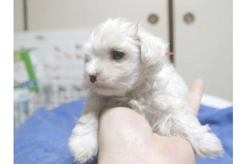 成約済の埼玉県のマルチーズ-17216の2枚目