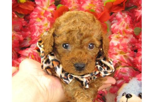 成約済の茨城県のトイプードル-17469の1枚目