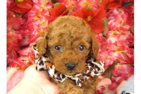 成約済の茨城県のトイプードル-17469の2枚目