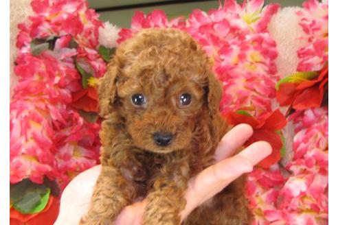 成約済の茨城県のトイプードル-17469の3枚目