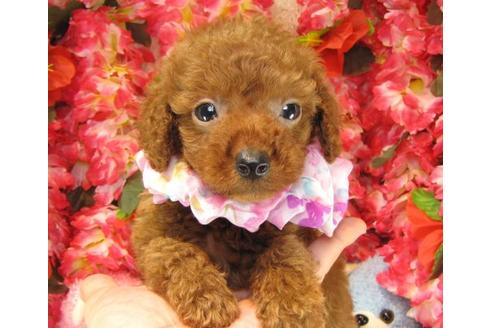 成約済の茨城県のトイプードル-17470の1枚目