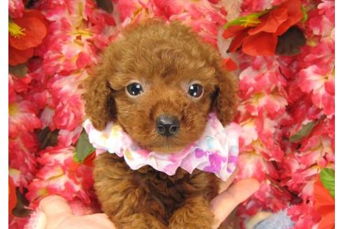 成約済の茨城県のトイプードル-17470の2枚目