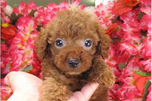 成約済の茨城県のトイプードル-17470の3枚目