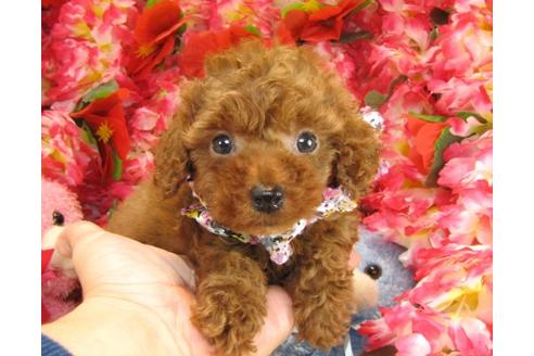 成約済の茨城県のトイプードル-17471の1枚目